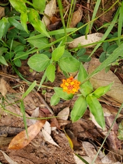 Lantana horrida