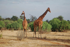 Giraffa camelopardalis reticulata