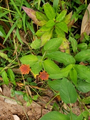Lantana horrida