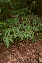 Bridelia micrantha