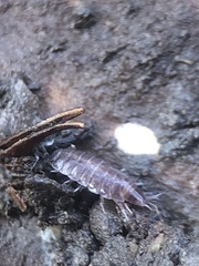 Hyloniscus riparius
