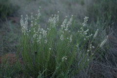 Selago saxatilis