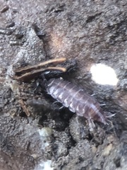 Hyloniscus riparius