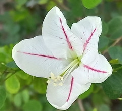 Bauhinia natalensis