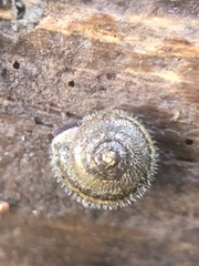 Stylommatophora