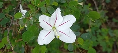 Bauhinia natalensis