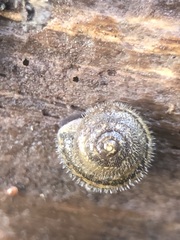 Stylommatophora