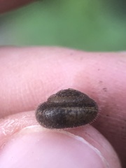 Stylommatophora