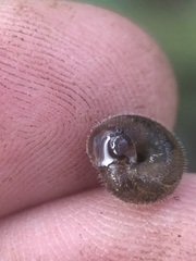 Stylommatophora