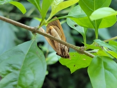 Gonodonta