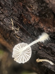 Agaricales