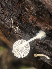 Agaricales