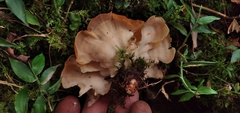 Antrodiella