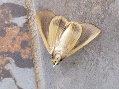 Gonodonta