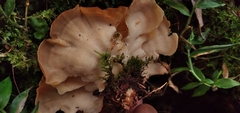 Antrodiella