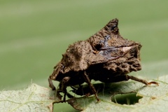 Cyrtocoris
