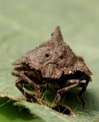 Cyrtocoris
