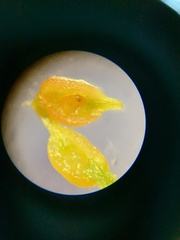 Smicronyx sculpticollis