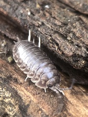 Cylisticus