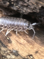 Cylisticus