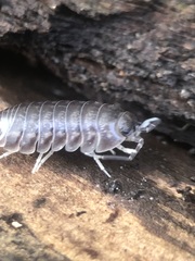 Cylisticus
