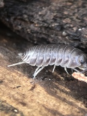 Cylisticus