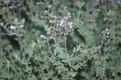 Ocimum burchellianum