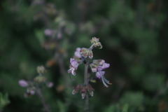 Ocimum burchellianum