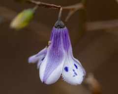 Conanthera campanulata
