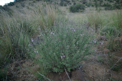Ocimum burchellianum