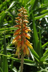 Aloiampelos striatula