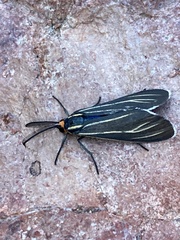Ctenucha venosa