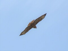 Buteo buteo vulpinus