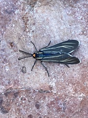 Ctenucha venosa