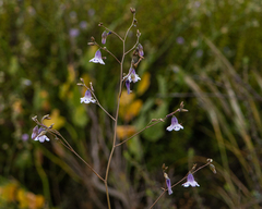 Conanthera campanulata