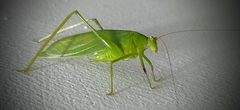 Holochlora