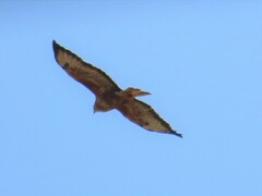 Buteo buteo vulpinus