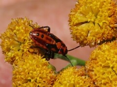 Spilostethus furcula