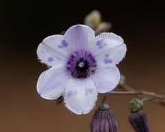 Conanthera campanulata