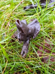 Helvella lacunosa