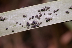 Schizaphis scirpi