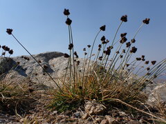 Carex macloviana