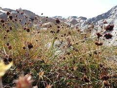 Carex macloviana