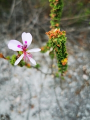 Pelargonium crispum