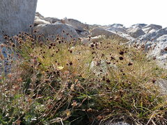 Carex macloviana