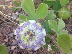 Passiflora arida