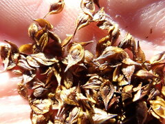 Carex macloviana
