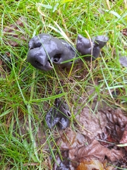 Helvella lacunosa