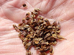 Carex macloviana