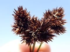 Carex macloviana